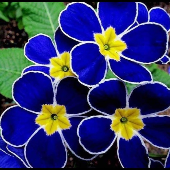 Meet your Posher, Lidia - Picture 1 of 1